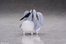 Goddess of Victory: Nikke Trading Figures DORO Action Hobby 8 cm Blind Box thumbnail